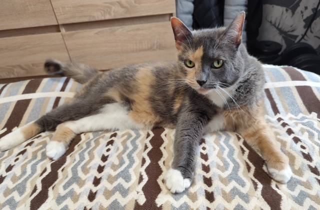 Котовторник