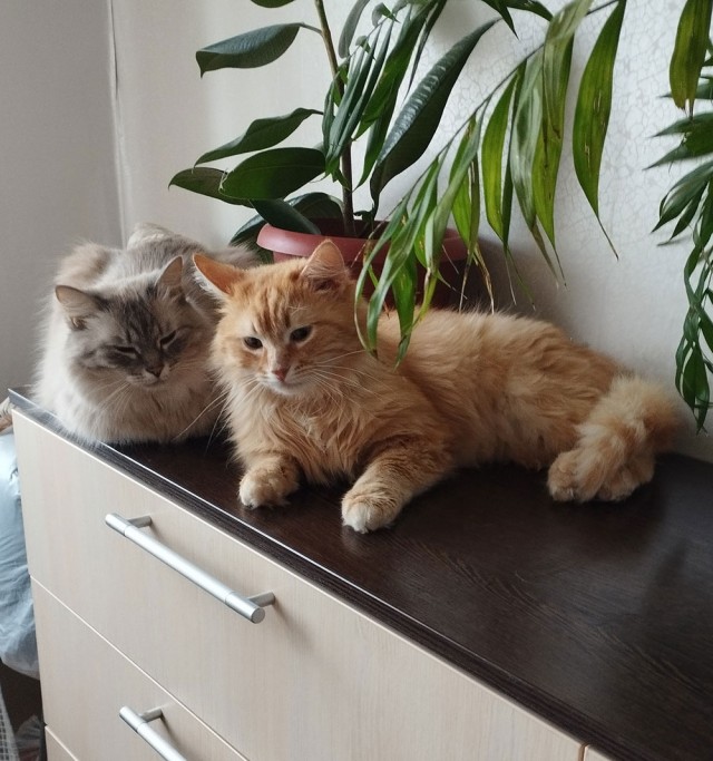 Очень грустный котовторник