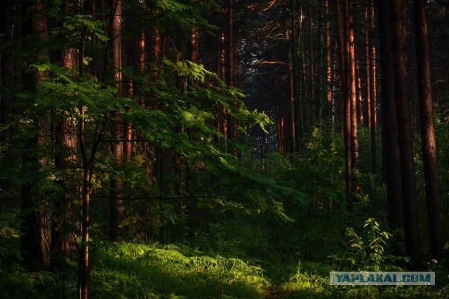 Деревенская Америка - 10
