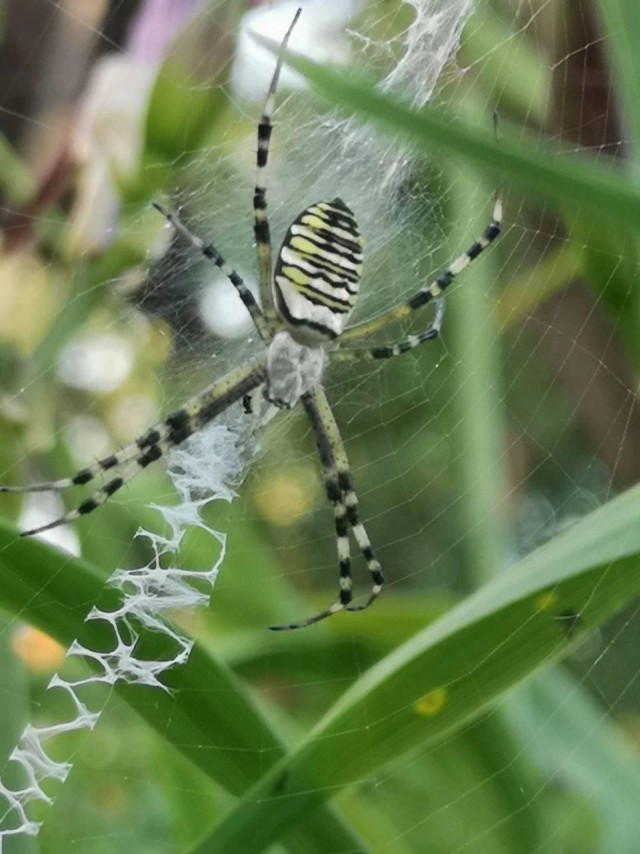 Нашествие гигантских ядовитых пауков-ос началось в России
