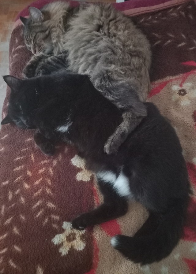 К котовторнику: подборка картинок-баянов с котиками и про котиков. Выпуск 16.