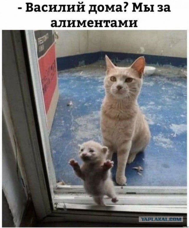 Веселые картинки в понедельник (22.09)