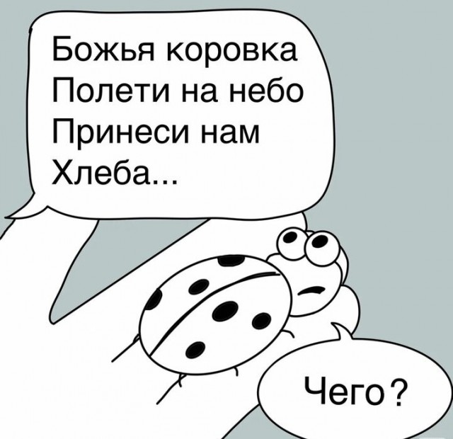 Чем питается божья коровка?