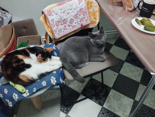 Котовторник. Где коты? Мой вот!