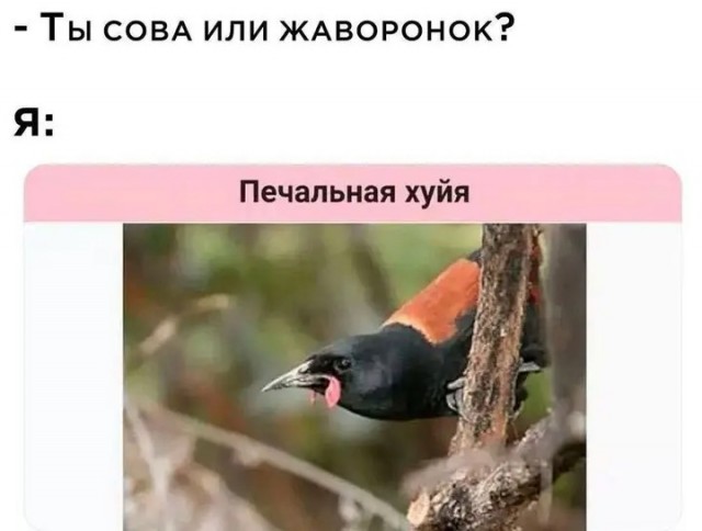 Небаянистая деградация 2