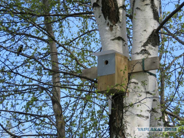 Бронедом-2
