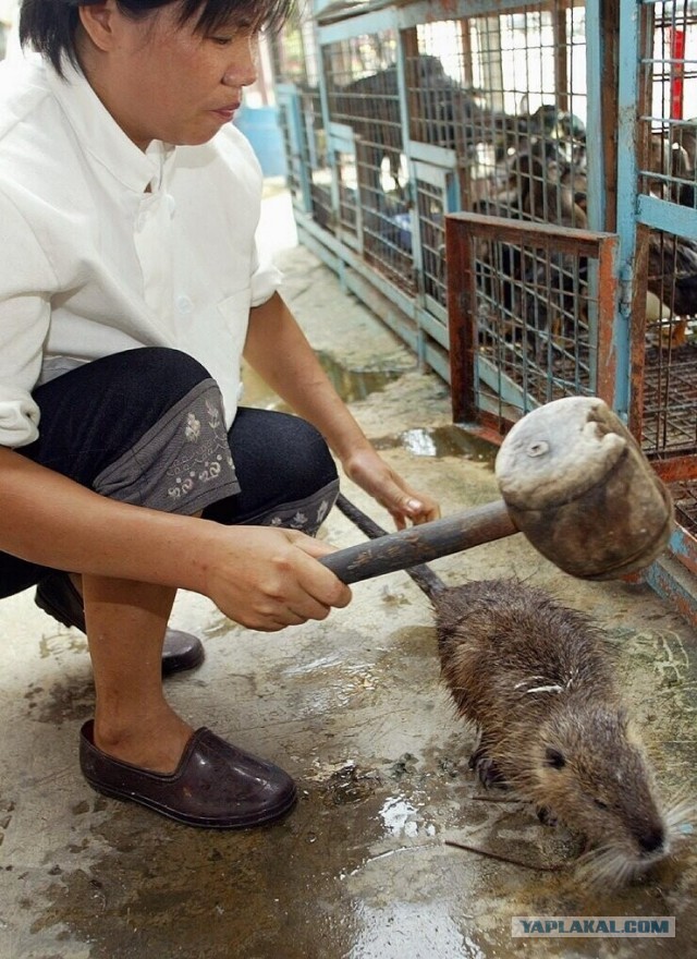 Знакомьтесь — китайская бамбуковая крыса