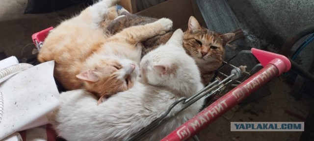 80 г => 3,1 кг (котовторник)