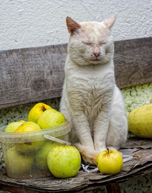 А котовторник уже пришёл?