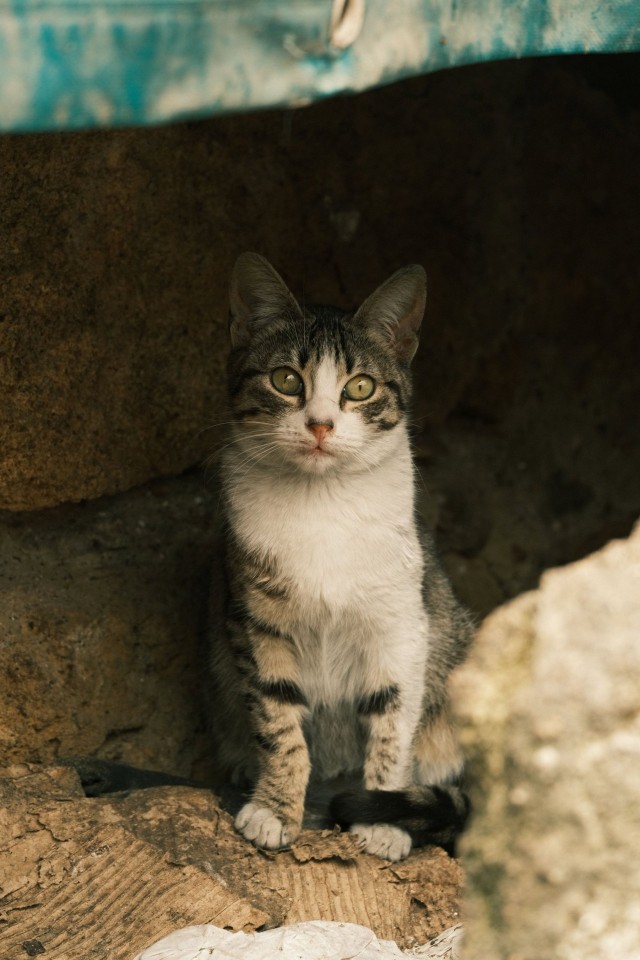 Котовторник из Палермо