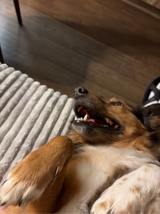 Собакочетверг же, но кошку из фото не выкинешь