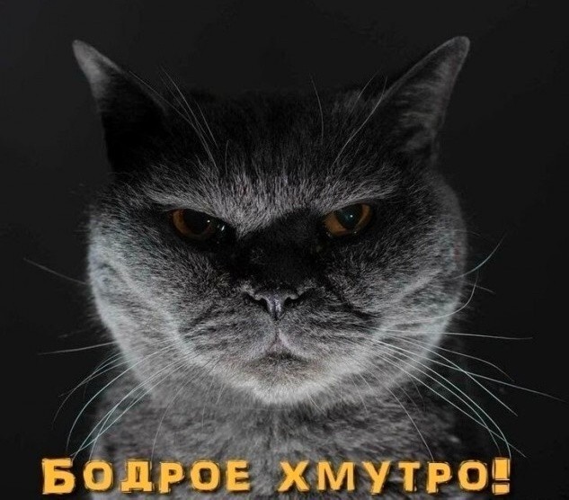 К котовторнику: подборка картинок-баянов с котиками и про котиков. Выпуск 38.