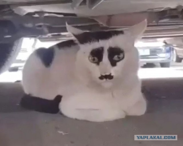 Котовторник!