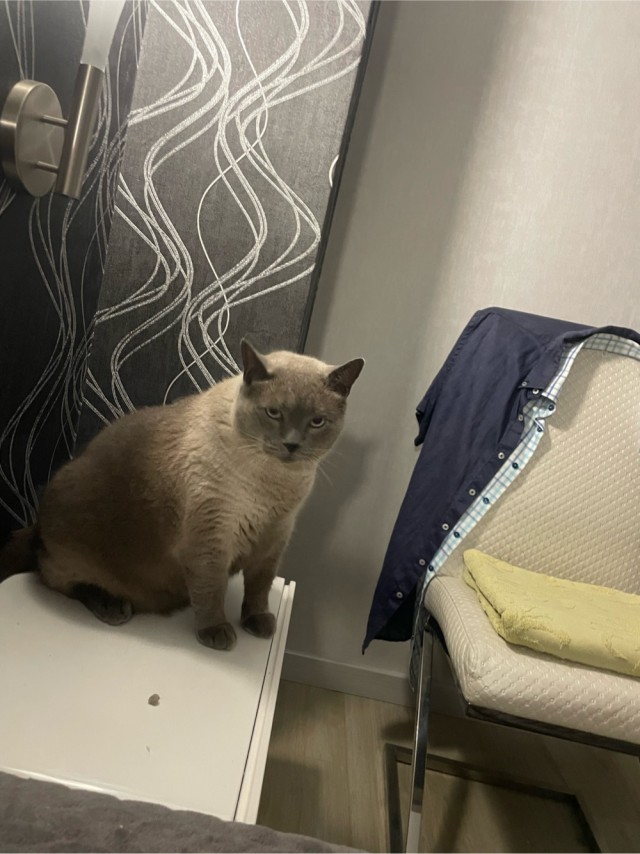 Очередной котовторник