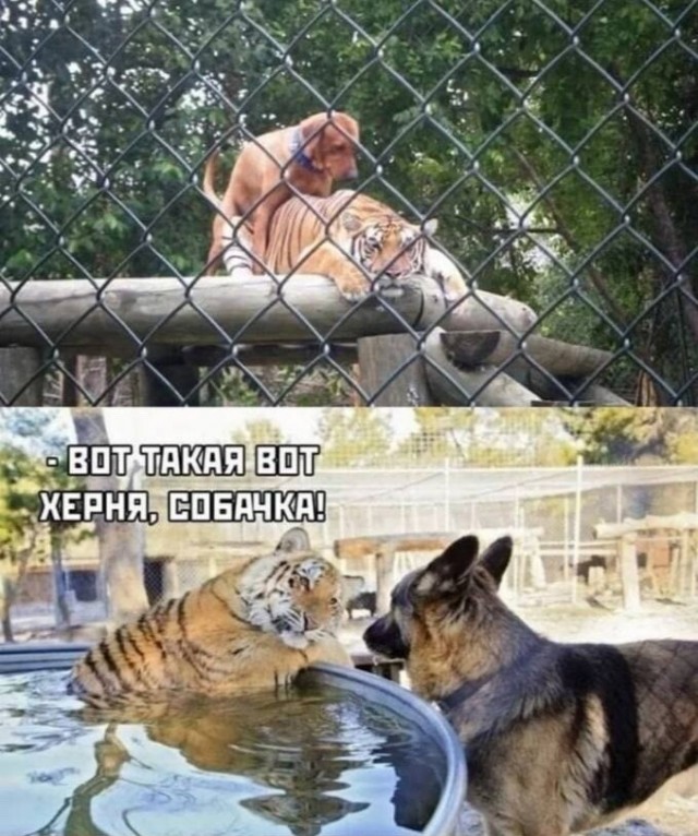 Вот такая х*йня, собачка