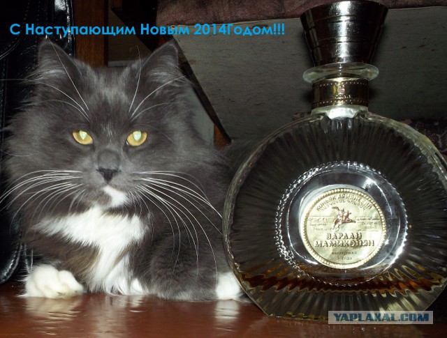 Котовторник   31.12.  2013