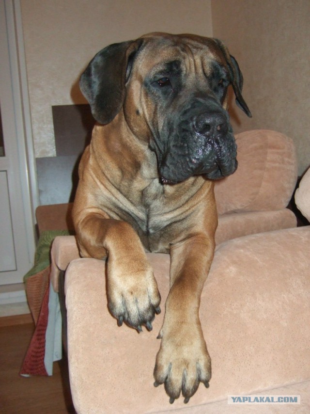 О, my dog