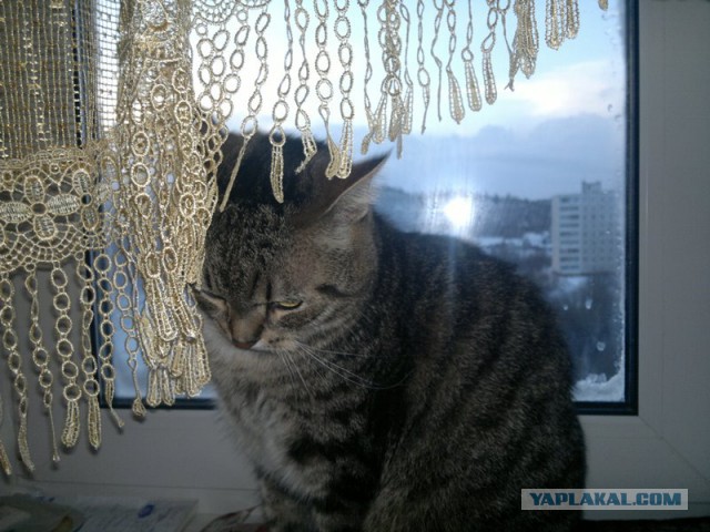 Котовторник   15.04.2014