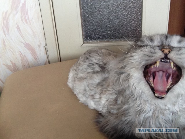 А у тебя есть фото твоей зевающей котейки ?