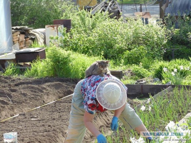 Веселые картинки.