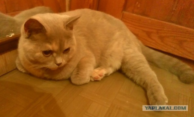 Котовторник 16.09.14