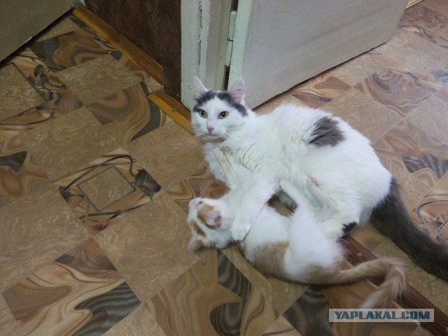 Как я котенка приютил
