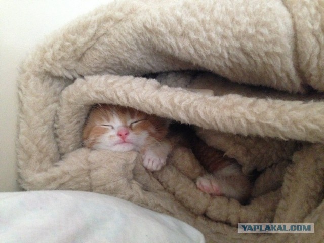 Котовторник 21.10.2014