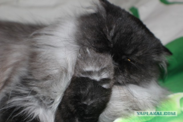 Котовторник 25.11.2014