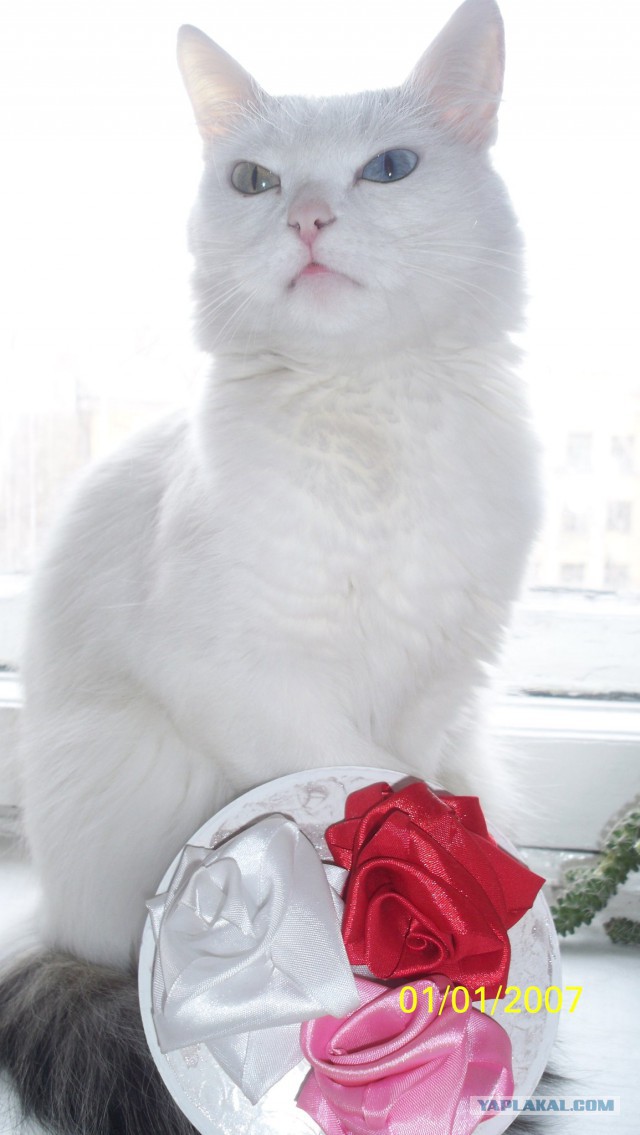 Котовторник 2.12.14