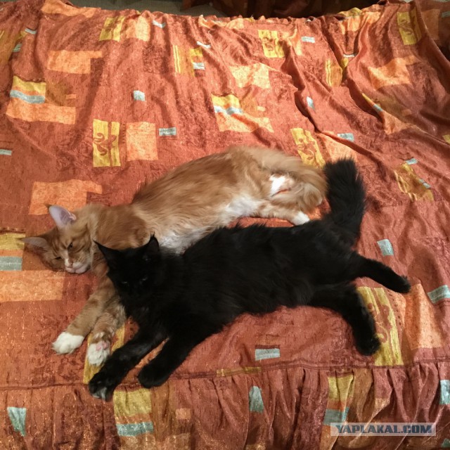 Котовторник 27.01.2015