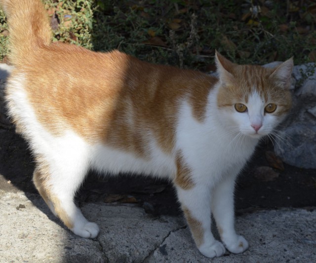 Котовторник 27.01.2015