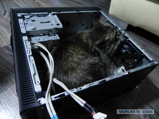 Котовторник