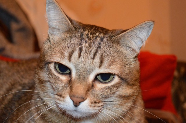 Котовторник 16.06.2015., Котовторник наступил!