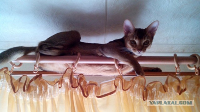 Котовторник 7.07.2015