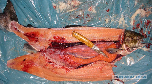 Как делают икру-пятиминутку и чем она отличается