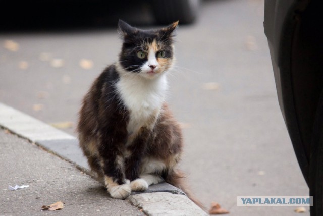 Котовторник 20.10.2015