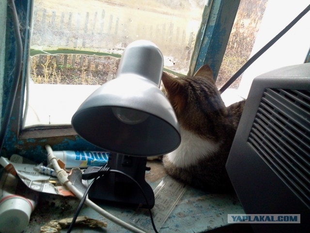 Котовторник 17.11.2015