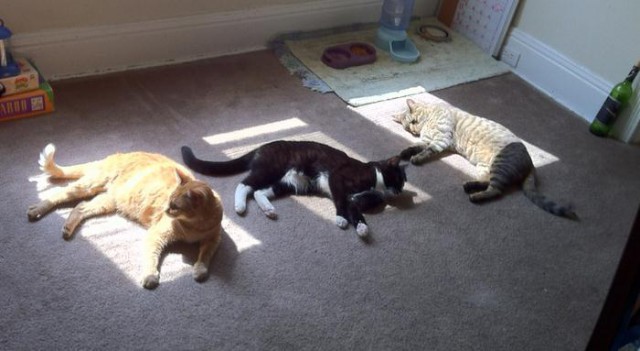 Демы к котовторнику!