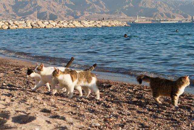 Морские котики