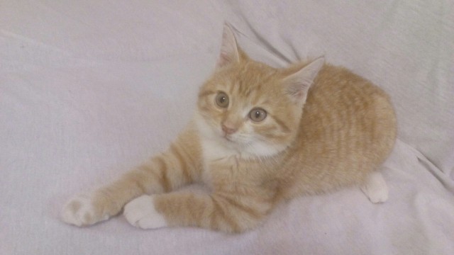 Коты из сети
