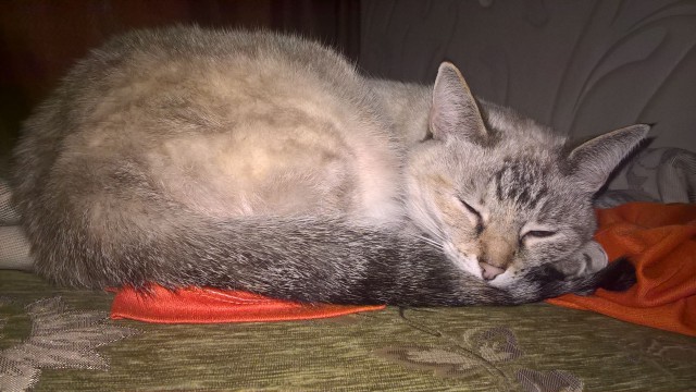 Котовторник 10.01.2017