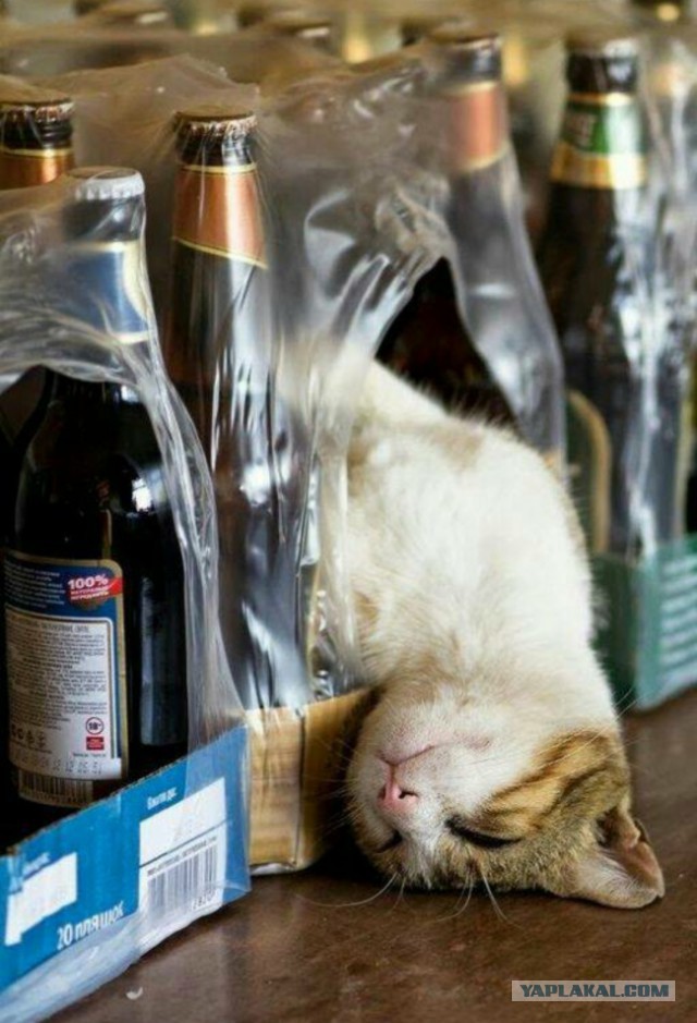 Коты и Кошки