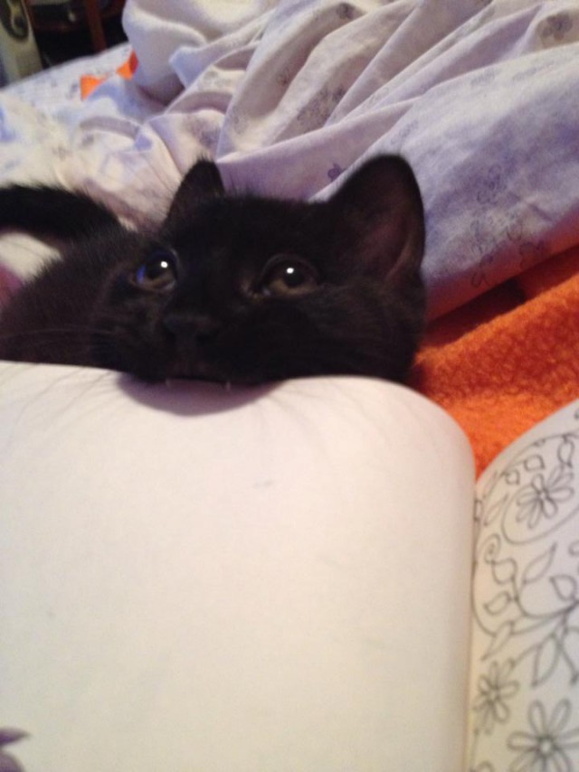 Коты и Кошки