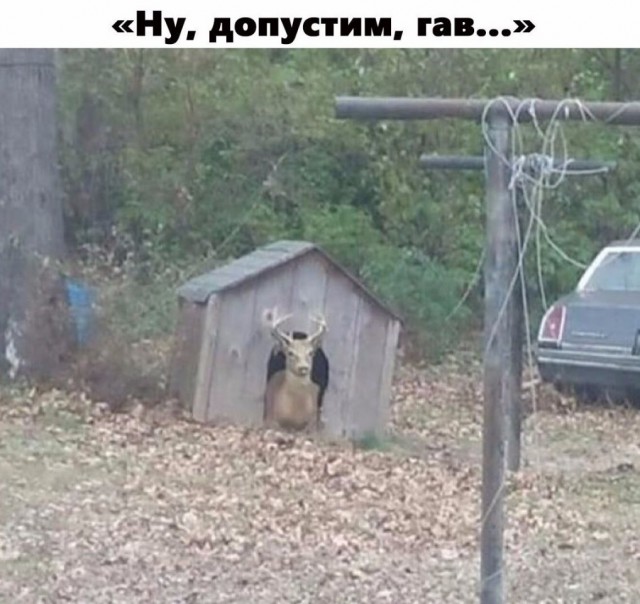 Подборка забавных животных