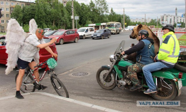 Байкеры прокатили медведя на мотоцикле