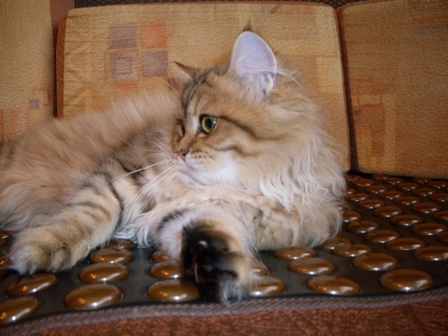 Коты и Кошки