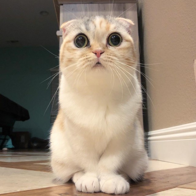Прикольных котов пост