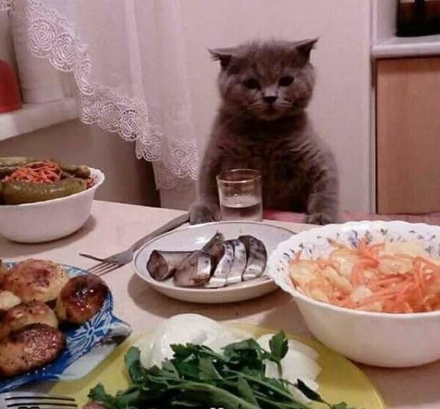 С Днем кошки!