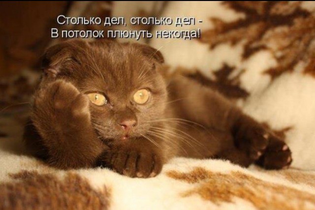 Когда осознал, что ты кот
