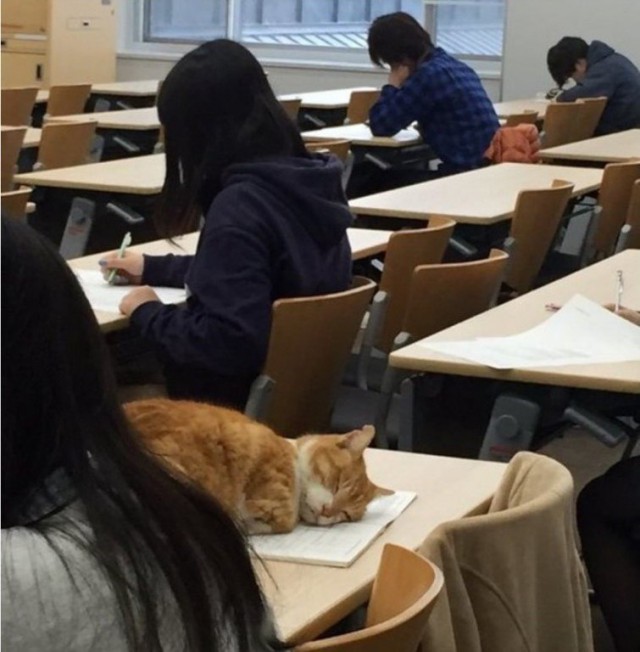 Прикольных котов пост